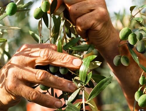 Al via la seconda edizione del corso per aspiranti assaggiatori di olio di oliva